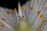 Kidneyleaf grass of Parnassus